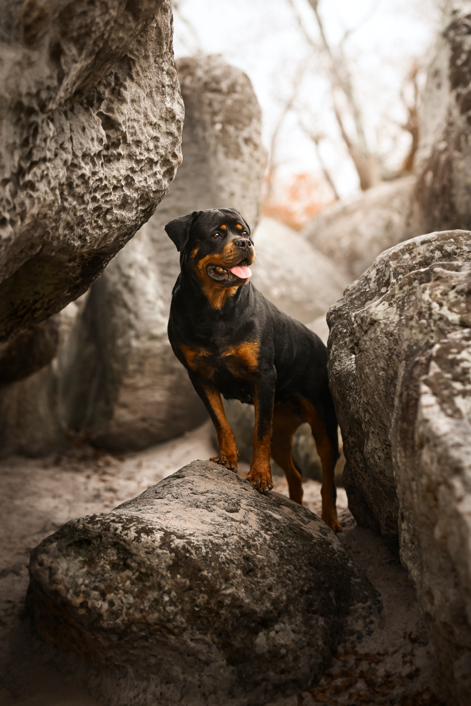 S'geurriya rottweiler of the territory